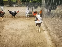 Chickens — foto 6