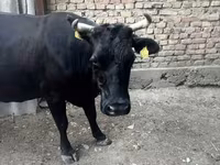 Krowa, Swiss cattle — zdjęcie 1