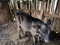 Dibi, Swiss cattle — sawirka 4
