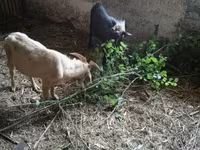 Козел, Кози — снимка 1