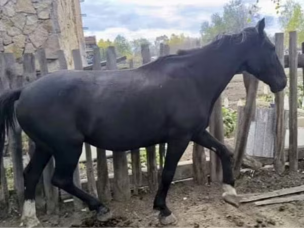 Cal, Kyrgyz Horse