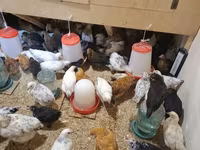 Chickens — zdjęcie 4