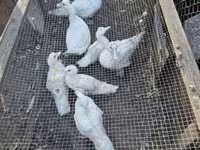 Ducks — снимка 2