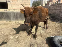 گائے, مویشی — تصویر 1
