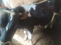 Krava, Simmental cattle — fotografija 4