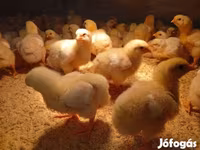 Chickens — foto 3