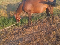 Iapă, Cai — foto 3
