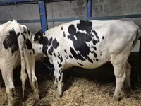 Krava, Russian Black pied cattle — foto 3