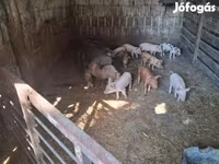 Locha, Świnie — zdjęcie 3