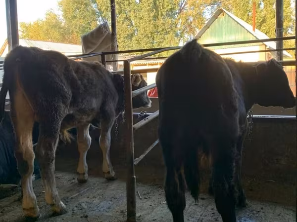 Býk, Alatau plemeno