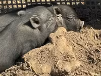 Babi jantan — foto 3