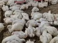 Chickens — الصورة 3