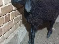 میش, گوسفند — عکس 4