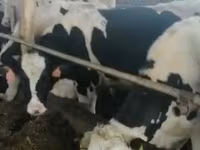 Koe, Holsteinras — foto 5