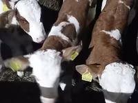Бух, Simmental cattle — 3 зураг