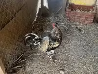 Chickens — फ़ोटो 2