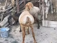 Kambing jantan, Rhon sheep — foto 2