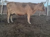 母牛, Cattle — 照片 1