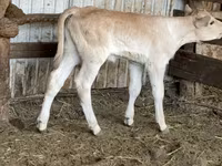 گاو ماده, گاو — عکس 3