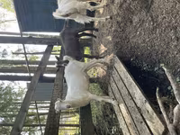 بز نر, LaMancha goats — عکس 2