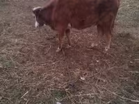 İnek, Simmental cattle — foto 1