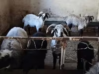 قوچ, گوسفند — عکس 1