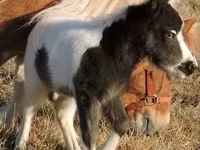 Klisna, Miniature horse — foto 5