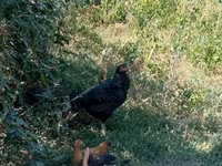 Chickens — عکس 4