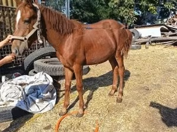 Horse (M), Kisber felver — Hungary