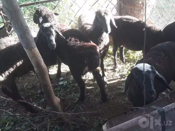 قوچ, گوسفند