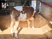 Buğa, Simmental cattle — foto 2