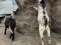 Արու այծ, Alpine goat — լուսանկար 4