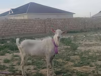 Koza, Saanen goat — zdjęcie 3