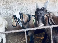 Ziegenbock, Nubian Goat — Foto 1