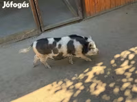 แม่สุกร, หมู — รูปภาพ 2