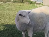 Keçi, Russian White goat — foto 2