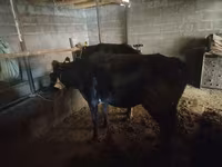 Vacă, Bovine — foto 4