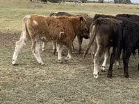 Bou, Bovine — foto 4