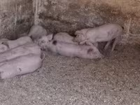 Babi betina, Pigs — foto 4