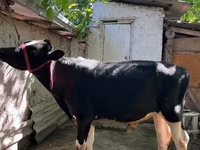 Toro, Bovini — foto 3