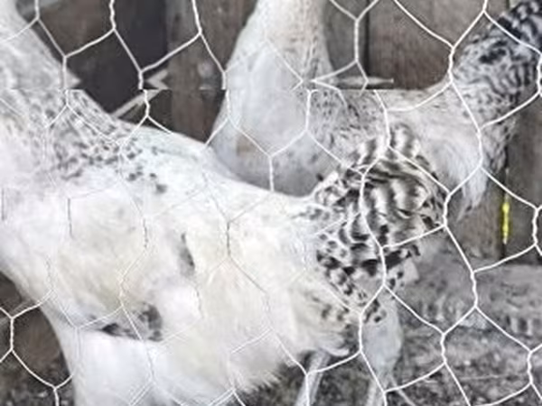 Chickens