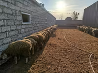 양(암수 미지정, 묶음), 양 — 사진 3
