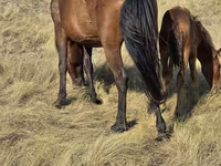 Kobyła, Kazakh horse — zdjęcie 5