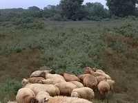 Moutons (lot, sexe non indiqué), Moutons — photo 3