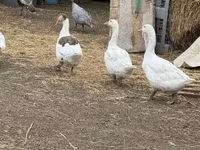 Geese — 写真 2