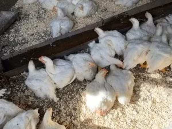 Chickens