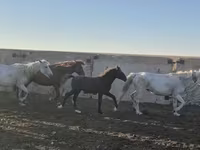 Pastuv, Kazakh horse — fotografija 1