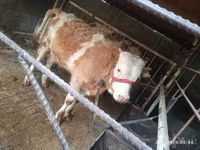 گاو نر, Simmental cattle — عکس 2