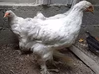 براهما — عکس 4