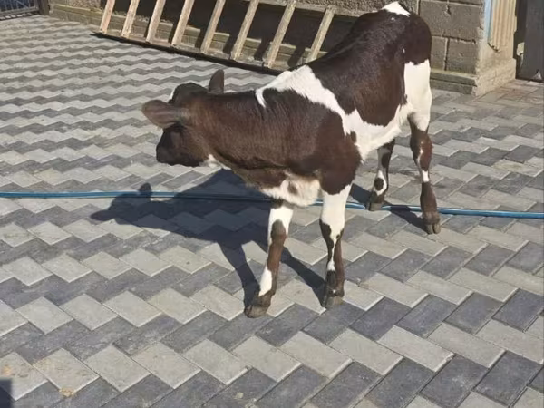 Cow, Cattle — Moldova